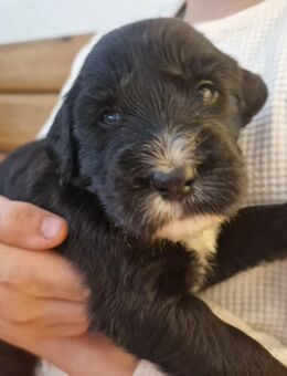 Süße Aussie-Retriever Welpen - Berlin