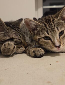 Kitten abzugeben - Neustadt (Aisch)