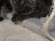 Main Coon kitten suchen liebevolles zuhause - Potsdam