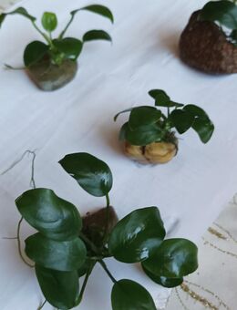 Aquarium pflanzen anubias barteri. - Zittau
