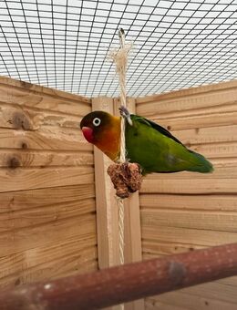 Lovebirds zu verkaufen - Bad Dürrheim