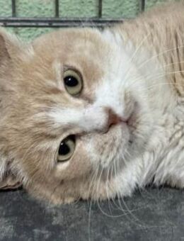 Bosque sucht dringend ein Zuhause - Lenzen (Elbe) Zentrum