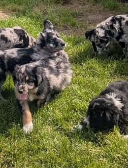 Altdeutsche Hütehundwelpen suchen ein Zuhause - Aukrug