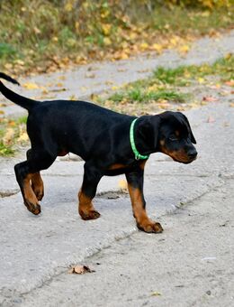 Dobermann Welpen - Breddin