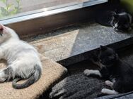 3 Kitten suchen ab Ende Juni ein zu Hause - Völklingen