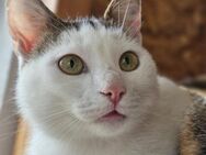 Billy sucht ein Zuhause - Blankenheim (Nordrhein-Westfalen)