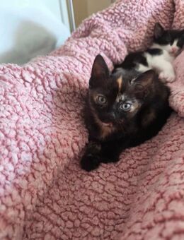 Süsse Katzenbabys - Villingen-Schwenningen