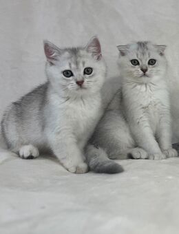 Britisch-Kurzhaar-Kater - Memmingen