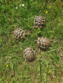 Griechische Landschildkröten Testudo hermanni boettgeri NZ 2024 - Pößneck