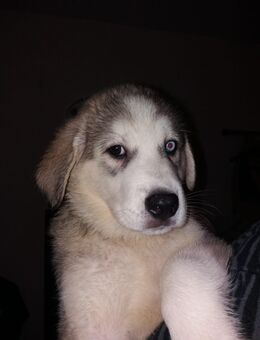 Husky/Albanischer Berghund (Rüde) - Mönchengladbach