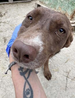 ❤️🐾 BROWNIE, Soviel Liebe zu geben... - Eichendorf