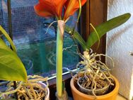 je 5 Amaryllis Samen von 12.24 neu - Berlin