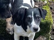 8j. Jack Russell Terrier Hündin sucht neues Zuhause - Forst (Eifel)