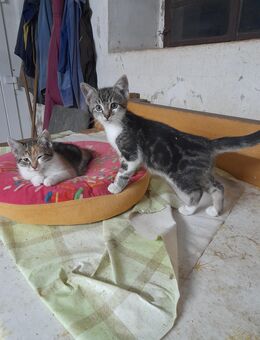Jungkatzen abzugeben - Bad Hersfeld