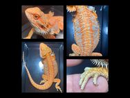 No1 Bartagame male (pogona vitticeps) half Monster red blue tiger NZ 6/2024 - Hamburg Wandsbek