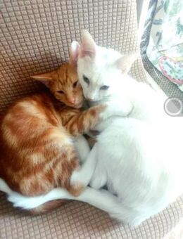 Borat & Johnny Dreamteam sucht Familie - Unterföhring