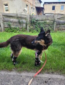 JESSY - zurück im Leben - Sulzbach-Laufen