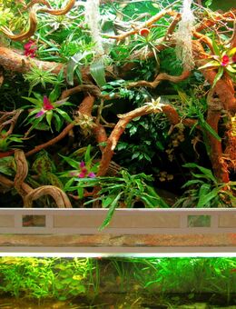 Exklusives Großes Paludarium vom Profi-Terrarienbauer – Top-Zustand! - Groß Gerau