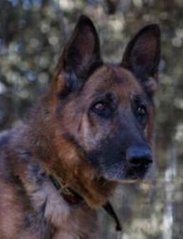 MIA (W)-intelligent, aufmerksam - Sankt Goar Zentrum