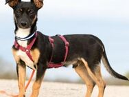 GOPI - spätere Adoption möglich 🙏 - Neudenau