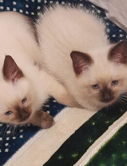 2 Siam kitten, Siam katzen, siam Kater, Reinrassige siam Katzen - München Bogenhausen
