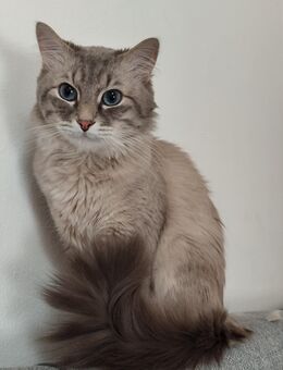 Neva Masquerade Ragdoll Birma Katze ABHOLBEREIT - Aachen