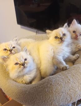 Süße Heilige Birma - Perser Katzenbabys, Babykatzen, Kitten, Katzen Perserkatze, cats - Berlin