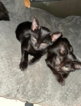 Babykatzen suchen neues Zuhause - Brüggen (Burggemeinde)