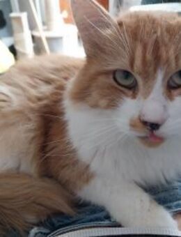 Pauli - Roter Kater - Rambin