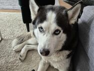 🐾 Wundervoller Husky-Rüde sucht ein liebevolles Zuhause 🏡❤️ - München