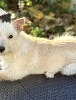 Schüchterner Benno sucht seine Menschen - Kleinostheim