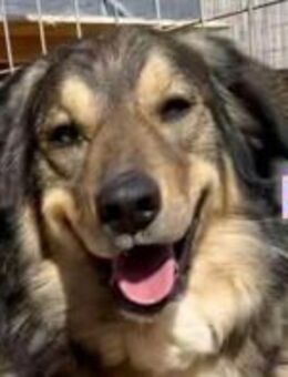 Rambo - sozial und lernwillig - Heppenheim (Bergstraße)