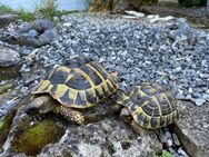 Gebe elf Landschildkröten kostenlos in nur sehr gute Hände ab - Aichwald