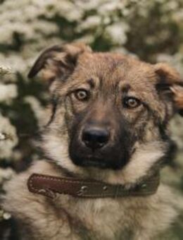 Sanfte Santa sucht perfektes Zuhause - Duisburg