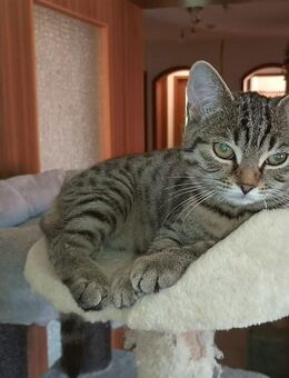 gesunde, aktive BKH-Mischlings-Katze sucht ein schönes geräumiges Zuhause - Meinhard