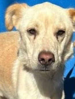 EDU-liebenswerter Junge mit großem Herz! - Sulzbach-Laufen