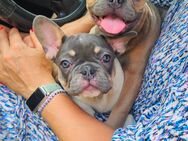 Französische Bulldogge Welpen Blue Tan - Neuwied