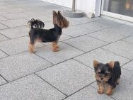 Yorkshire Terrier Babys / Chip - Simbach