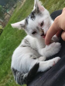 Süßes Babykitten/ Katze / Kätzchen/ Kitten - Rahden