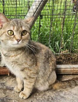 Ruslana Starke Katze mit Handicap - Rambin