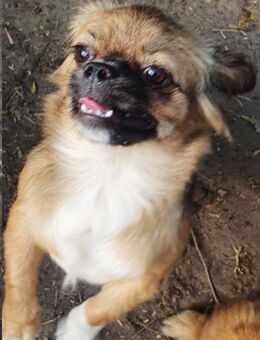 Szofi° in 61194 Niddatal **Anfragestopp* - Wolfhagen