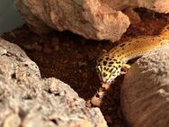 Verkaufe 4 Leopardgeckos - Rheinbach