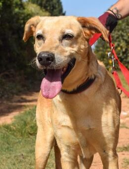 Aldo ist so verzweifelt im Tierheim - Laatzen