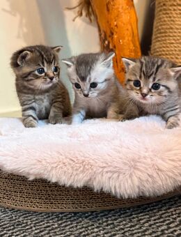 Süße BKH Kitten - Ronnenberg