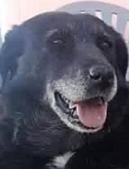 Liebe Sissi sucht ruhiges Körbchen - Mettmann