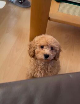 Zwergpudel-Welpe abzugeben – schweren Herzens - Altensteig Zentrum