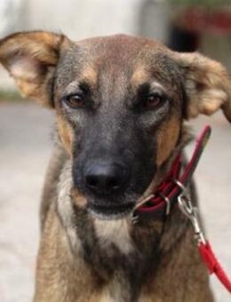 Shayna ist so hübsch und besonders! - Karben