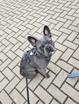 Französiche Bulldogge - Hannover