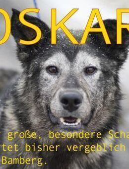 OSKAR - Adoptantin abgesprungen - Augsburg