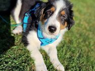 Australian Shepherd - Collie Mix Welpen, Aussie - Hoogstede